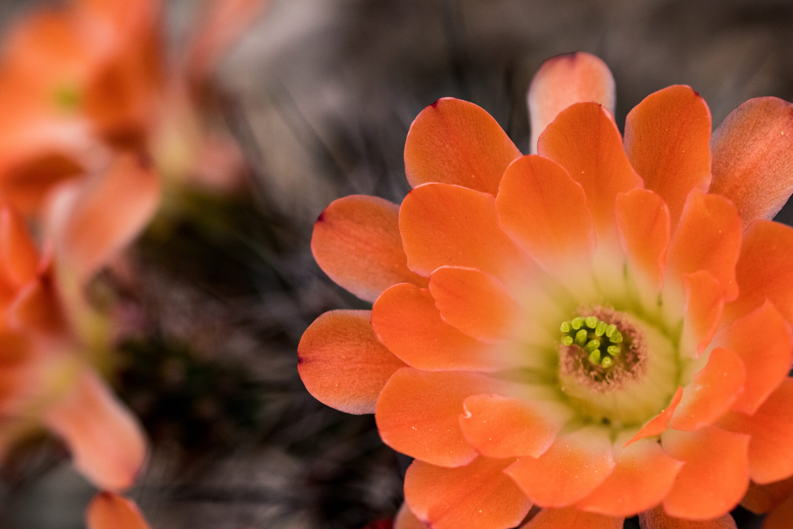Flowers and Flora of Arizona sedona arizona