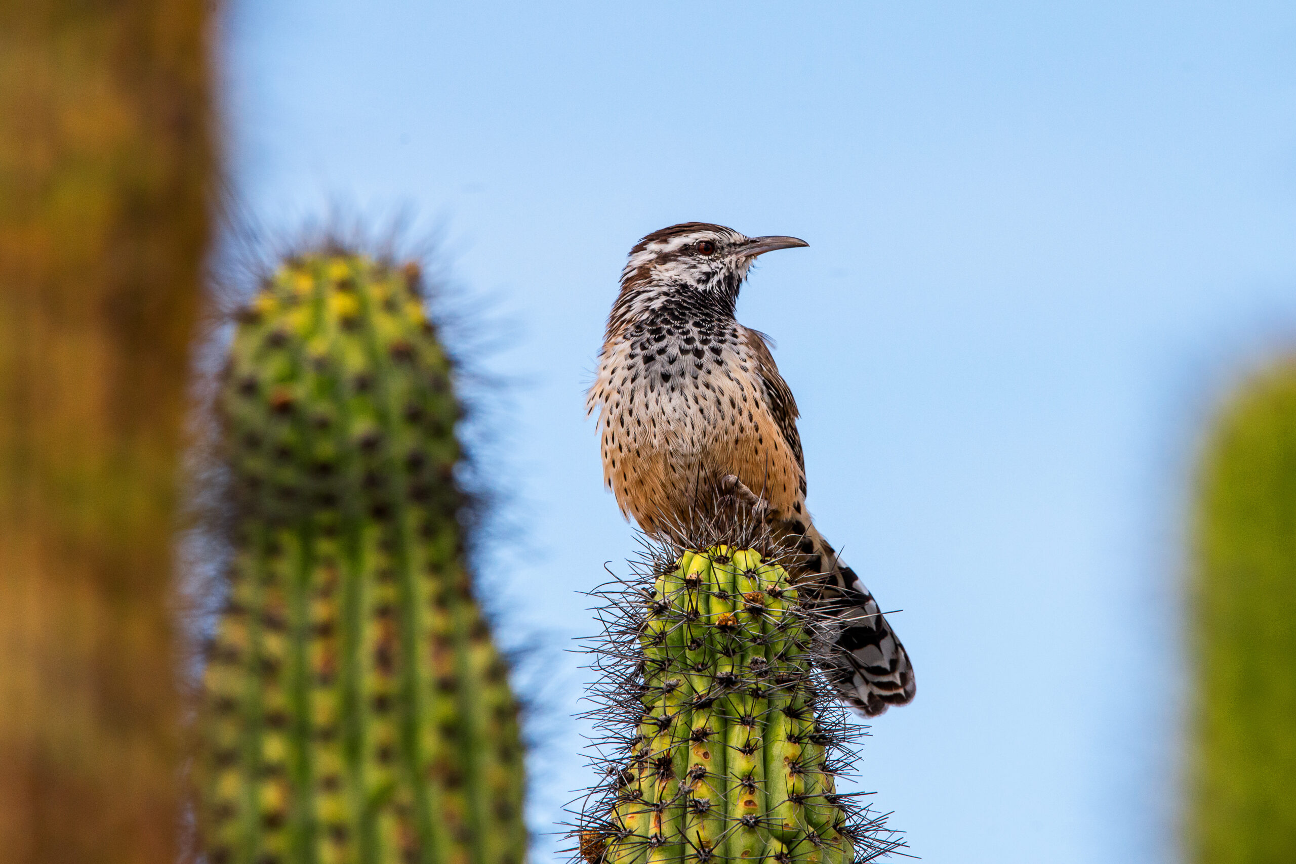 Cactus Wren sedona arizona